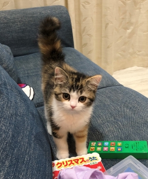 我が家の猫の画像