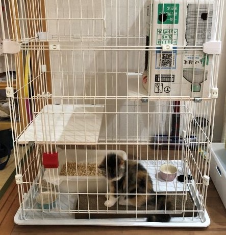 グッズでいっぱいのケージ1階の画像